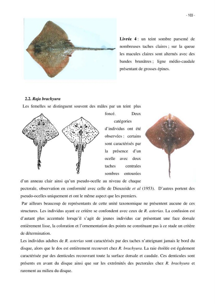 Les Sélaciens de la côte algérienne, biosystématique des requins et les raies