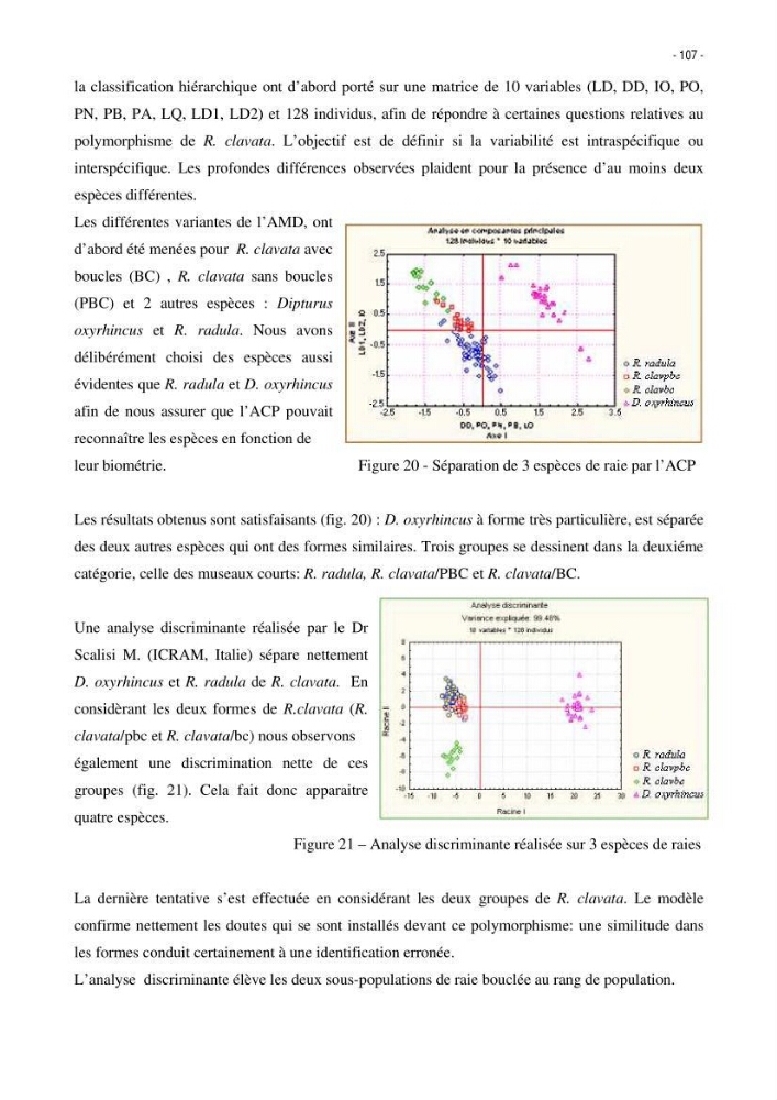 Les Sélaciens de la côte algérienne, biosystématique des requins et les raies