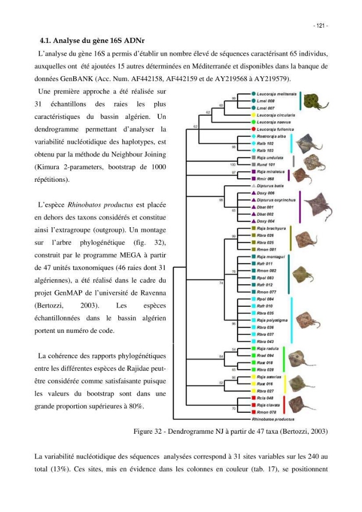 Les Sélaciens de la côte algérienne, biosystématique des requins et les raies
