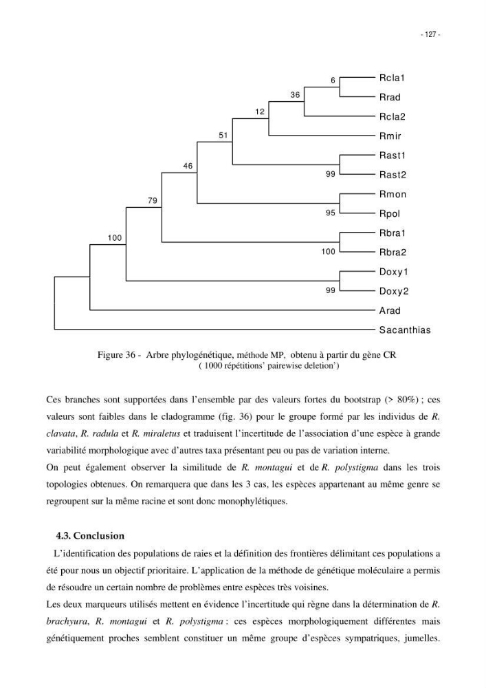 Les Sélaciens de la côte algérienne, biosystématique des requins et les raies