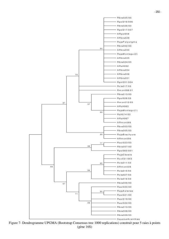 Les Sélaciens de la côte algérienne, biosystématique des requins et les raies