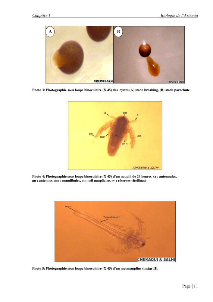Etude biométrique de l\'Artémia (Artemia Salina) du Chott Marouane (wilaya d\'El Oued) et possibilités d\'exploitation des cystes