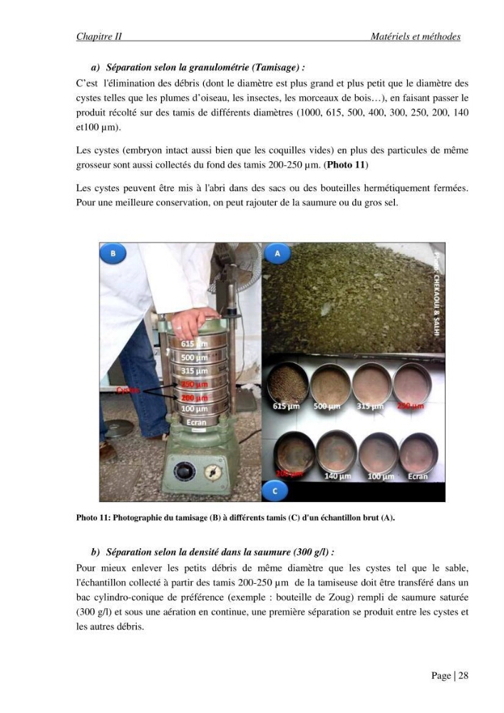 Etude biométrique de l\'Artémia (Artemia Salina) du Chott Marouane (wilaya d\'El Oued) et possibilités d\'exploitation des cystes