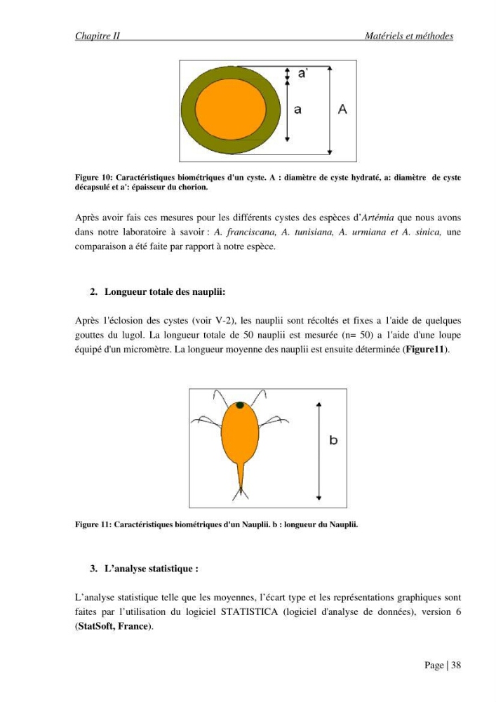 Etude biométrique de l\'Artémia (Artemia Salina) du Chott Marouane (wilaya d\'El Oued) et possibilités d\'exploitation des cystes