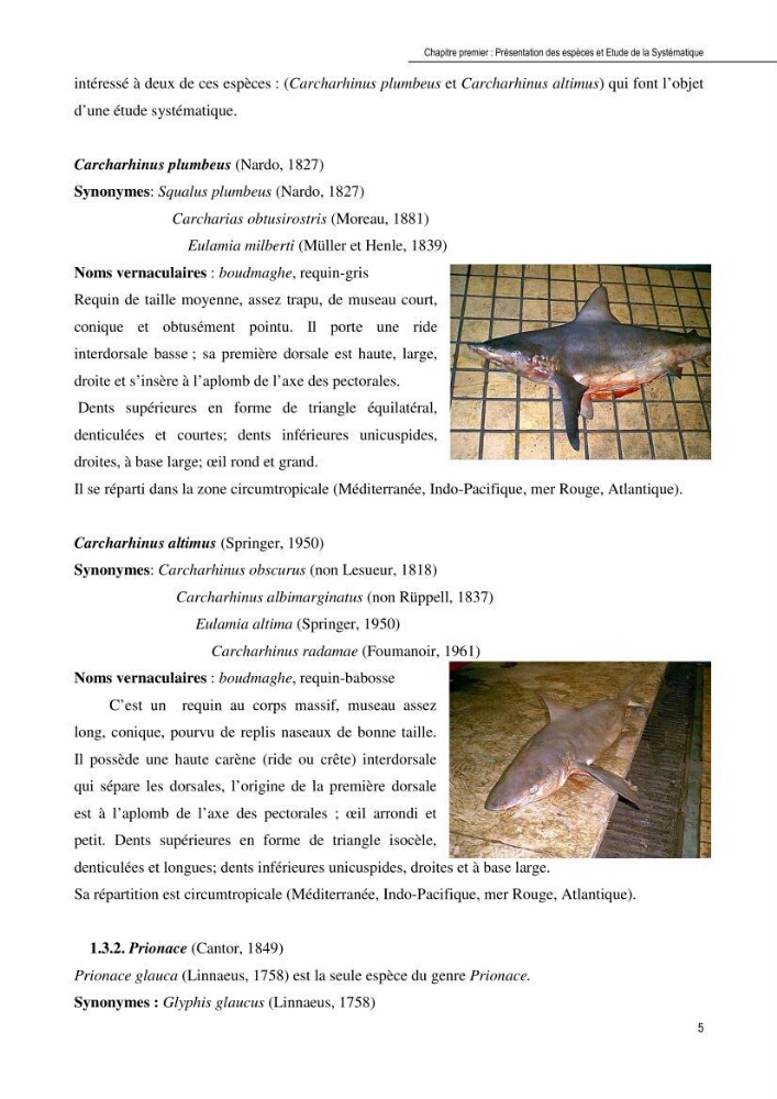 Contribution à l\'étude de la systématique et de l\'exploitation de quelques requins pélagiques du bassin Algérien: