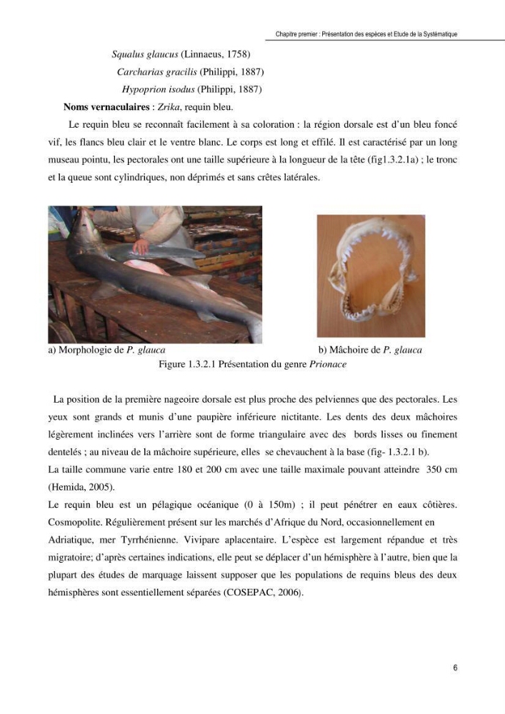 Contribution à l\'étude de la systématique et de l\'exploitation de quelques requins pélagiques du bassin Algérien: