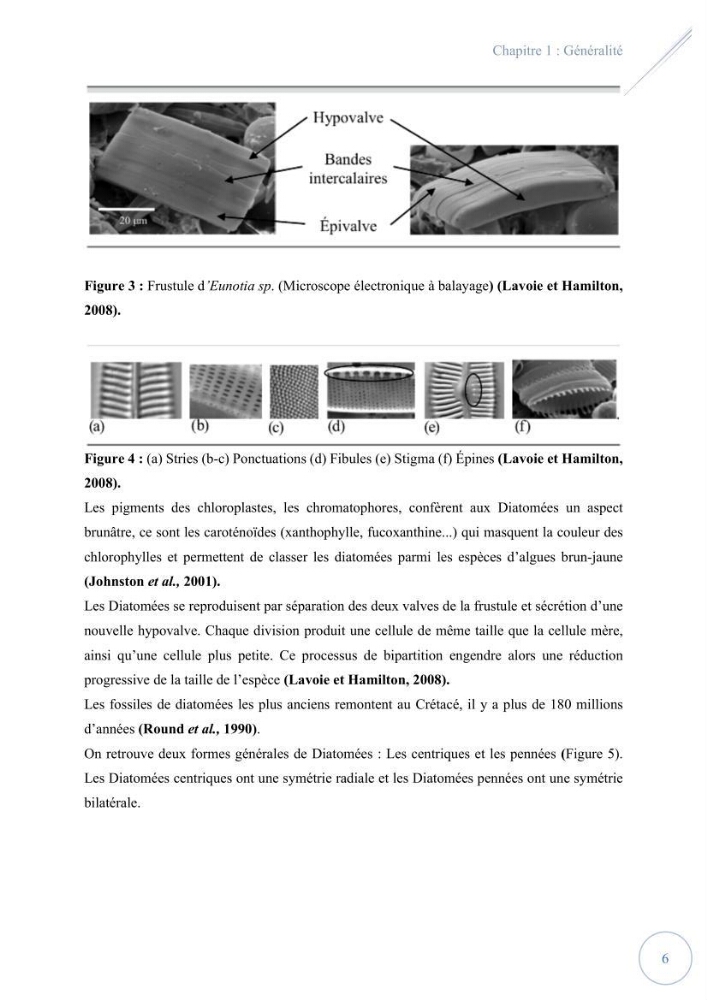 Contribution à l’étude du phytoplancton potentiellement toxique et/ ou nuisible au niveau d’une ferme conchylicole « CULTMARE » (Tipaza):