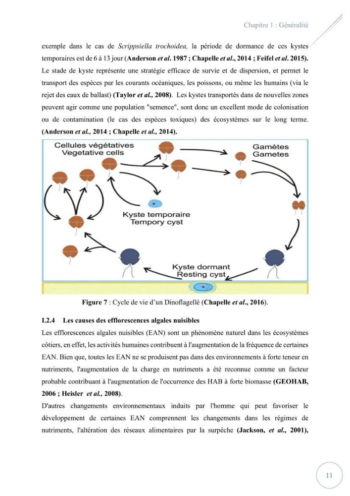 Contribution à l’étude du phytoplancton potentiellement toxique et/ ou nuisible au niveau d’une ferme conchylicole « CULTMARE » (Tipaza):