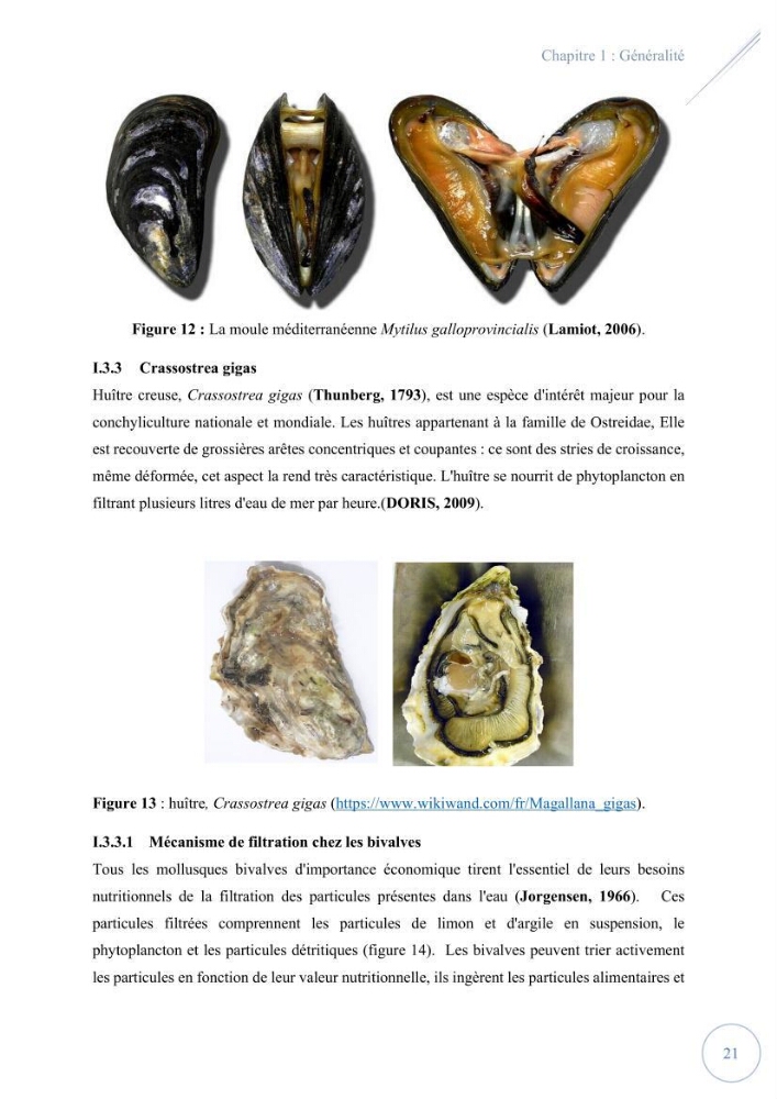 Contribution à l’étude du phytoplancton potentiellement toxique et/ ou nuisible au niveau d’une ferme conchylicole « CULTMARE » (Tipaza):