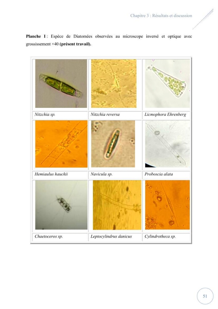 Contribution à l’étude du phytoplancton potentiellement toxique et/ ou nuisible au niveau d’une ferme conchylicole « CULTMARE » (Tipaza):