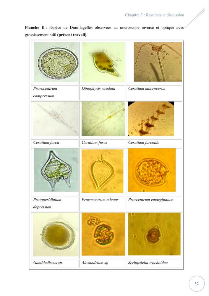 Contribution à l’étude du phytoplancton potentiellement toxique et/ ou nuisible au niveau d’une ferme conchylicole « CULTMARE » (Tipaza):