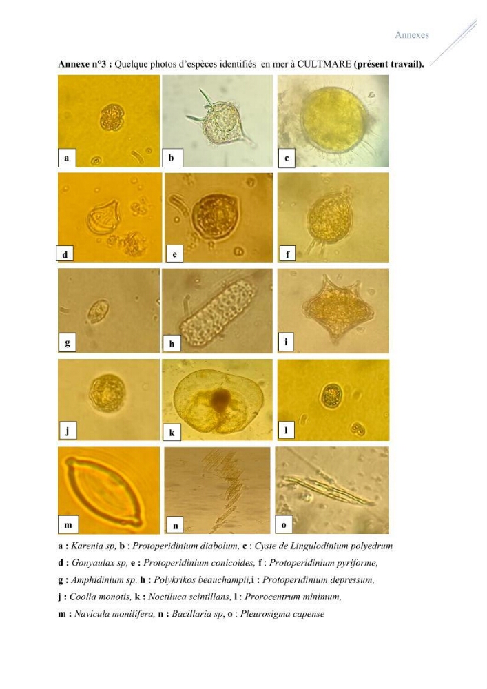 Contribution à l’étude du phytoplancton potentiellement toxique et/ ou nuisible au niveau d’une ferme conchylicole « CULTMARE » (Tipaza):