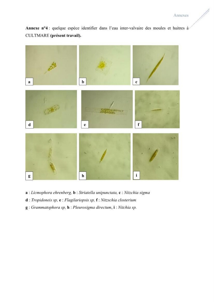 Contribution à l’étude du phytoplancton potentiellement toxique et/ ou nuisible au niveau d’une ferme conchylicole « CULTMARE » (Tipaza):