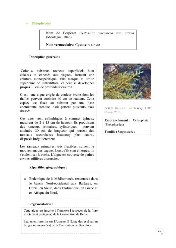 Inventaire de la faune et de la flore marine remarquable des espaces d\'intérêt écologique du secteur Est de la côte Algérienne
