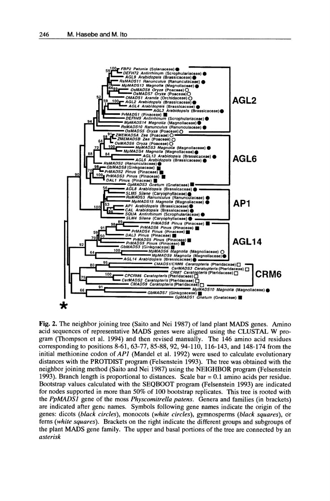 :~~-:-.. PrMADSB Pinus (Pinacase) •
PrMAOS6 Pinus (Plnaceae) •
PrMADS4 Pinus (Pinaceae).
OAL3 Pinus (Pinaceae).
r ...J.~~==::;;~ PrMADS5 Pinus (Pinaceae).
PrMADS9 Pinus (Pinaceae) •
GbMAOS3 (Ginkgoacoao).
100
MpMAOS6 Magnolia (Magnoliaceae) 0
MpMAOS9 Magnolia (MagnoUaceae).
AGL t4 Arabldopsis (Brasslcaceae). _ _ _ _ _
AGL2
AGL6
AP1
AGL14
95
CMAOS11CRM6 Ceratopterls {Pteridaceae)O
CerMADS3 Ceratopter/s (pterldaceae) 0
r-__ ...;1;;;;00:{"=: CPCRM6 Ceratopteris (,r;;~:t:.E."::{C/erls (Pterldaceao) D
C R M 6
CerMADS2 Cerstopteris (Pterldaceae) 0
( :~9~1 ~~~~~C~M~A~O~s~9~c~e~,~at~o~pl~e~riS~(~Pt~.~ri~d~aCea8)D - - - - - - -....
GbMADS7 (Ginkgo.cea~r;AOS10 MagnoliB (Magnoliaceae)_
GpMADS1 Gnetum (Gnetaceae) •
Fig. 2. The neighbor joining tree (Saito and Nei 1987) of land plant MADS genes. Amino
acid sequences of representative MADS genes were aligned using the CLUSTAL W program (Thompson et al. 1994) and then revised manually. The 146 amino acid residues
corresponding to positions 8-61,63-77,85-88,92,94-110,116-143, and 148-174 from the
initial methionine codon of API (Mandel et al. 1992) were used to calculate evolutionary
distances with the PROTDIST program (Felsenstein 1993). The tree was obtained with the
neighbor joining method (Saito and Nei 1987) using the NEIGHBOR program (Felsenstein
1993). Branch length is proportional to distances. Scale bar = 0.1 amino acids per residue.
Bootstrap values calculated with the SEQBOOT program (Felsenstein 1993) are indicated
for nodes supported in more than 50% of 100 bootstrap replicates. This tree is rooted with
the PpMADSl gene of the moss Physcomitrella patens. Genera and families (in brackets)
are indicated after gene names. Symbols following gene names indicate the origin of the
genes: dicots (black circles), monocots (white circles), gymnosperms (black squares), or
ferns (white squares). Brackets on the right indicate the different groups and subgroups of
the plant MADS gene family. The upper and basal portions of the tree are connected by an
asterisk
M. Hasebe and M. Ito
*
FBP2 Petunia (Solanaceae).
DEFH72 Antirrhinum (Scrophulariaceae).
AGL9 Arabidopsis (Brassleaeeae).
RsMADS11 Ranunculus (Ranunculaceae).
MpMADS13 Magnolia (Magnollac8ae) •
.,......,-....;:°O~:,~g~7°cr,~~B«(~~~~:~~?O
OMAOSI Aranda (Orehldaeeae) 0
AGL2 Arabidapsls (Brasslcaceae) •
....----- AGL4 ArabJdopsis (Brassicaceae).
AGL3 Arabidopsls (Brassicaceae).
PrMAOS 1 (Pinaeeae) •
[
~~~~~DEFH49 AnUrrhinum (ScrophuJariaceae).
MpMADS14 Magnolia (Magnollaceae).
RsMADS10 Ranunculus (Aanunculaceae).
OsMAOS5 Oryza (Poacea,ee)l.!02..-======:::::
ZMEMAOSA Zo. (Posc.a.) 0ZMEMAOSB Zoa (Posc.a.) 0
Lw,°r S _ M _ A ..;O..;S..;,6 .&;J:~J~~a%"~~~o9a (Magnollac.a.)_
MpMADS4 Magnolia (Magnoliac8ae).
L~i:===~.AGLI3 Arsbidopsis (Brassicaceae).
AGL6 ArabJdopsis (Brassicac8ae).
RsMADS2 (Ranunculacaae).
98
GbMAOS8 (Ginkgoacoa.) •
70
PrMADS2 Pinus (Pinaceaera
100 PrMAOS3 Pinus (Plnaceae) •
DAL 1 Pinus (Pinaceae) •
GpMADS3 Gnefum (Gnetacaae).;-====::::
56
AGL8 Arabidopsis (Brasslcaceae).
~C==~~~~~~.f4tn~a~~~1~fu~Y:~;~~)c"acoa.) •
..
MpMADS15 MagnoNe (Magnoli8ceae) •
APt Arabidops;s (Brasslcaceae).
CAL Arabidopsis (Brasslcaceae) •
... _ _ _ ~~~~ ~?,:~:hi(~';'V~~~~~r.~~~,::,~.oa_e_) --::-_ _ "
.,l!l![:~~-:-.. PrMADSB Pinus (Pinacase) •
PrMAOS6 Pinus (Plnaceae) •
PrMADS4 Pinus (Pinaceae).
OAL3 Pinus (Pinaceae).
r ...J.~~==::;;~ PrMADS5 Pinus (Pinaceae).
PrMADS9 Pinus (Pinaceae) •
GbMAOS3 (Ginkgoacoao).
100
MpMAOS6 Magnolia (Magnoliaceae) 0
MpMAOS9 Magnolia (MagnoUaceae).
AGL t4 Arabldopsis (Brasslcaceae). _ _ _ _ _
AGL2
AGL6
AP1
AGL14
95
CMAOS11CRM6 Ceratopterls {Pteridaceae)O
CerMADS3 Ceratopter/s (pterldaceae) 0
r-__ ...;1;;;;00:{"=: CPCRM6 Ceratopteris (,r;;~:t:.E."::{C/erls (Pterldaceao) D
C R M 6
CerMADS2 Cerstopteris (Pterldaceae) 0
( :~9~1 ~~~~~C~M~A~O~s~9~c~e~,~at~o~pl~e~riS~(~Pt~.~ri~d~aCea8)D - - - - - - -....
GbMADS7 (Ginkgo.cea~r;AOS10 MagnoliB (Magnoliaceae)_
GpMADS1 Gnetum (Gnetaceae) •
Fig. 2. The neighbor joining tree (Saito and Nei 1987) of land plant MADS genes. Amino
acid sequences of representative MADS genes were aligned using the CLUSTAL W program (Thompson et al. 1994) and then revised manually. The 146 amino acid residues
corresponding to positions 8-61,63-77,85-88,92,94-110,116-143, and 148-174 from the
initial methionine codon of API (Mandel et al. 1992) were used to calculate evolutionary
distances with the PROTDIST program (Felsenstein 1993). The tree was obtained with the
neighbor joining method (Saito and Nei 1987) using the NEIGHBOR program (Felsenstein
1993). Branch length is proportional to distances. Scale bar = 0.1 amino acids per residue.
Bootstrap values calculated with the SEQBOOT program (Felsenstein 1993) are indicated
for nodes supported in more than 50% of 100 bootstrap replicates. This tree is rooted with
the PpMADSl gene of the moss Physcomitrella patens. Genera and families (in brackets)
are indicated after gene names. Symbols following gene names indicate the origin of the
genes: dicots (black circles), monocots (white circles), gymnosperms (black squares), or
ferns (white squares). Brackets on the right indicate the different groups and subgroups of
the plant MADS gene family. The upper and basal portions of the tree are connected by an
asterisk
![