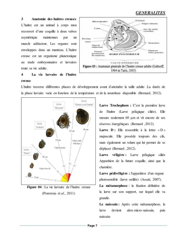 Etude de la croissance de l\'Huitre creuse Crassostrea Gigas (Thunberg, 1793) Ain Tagourait Tipaza