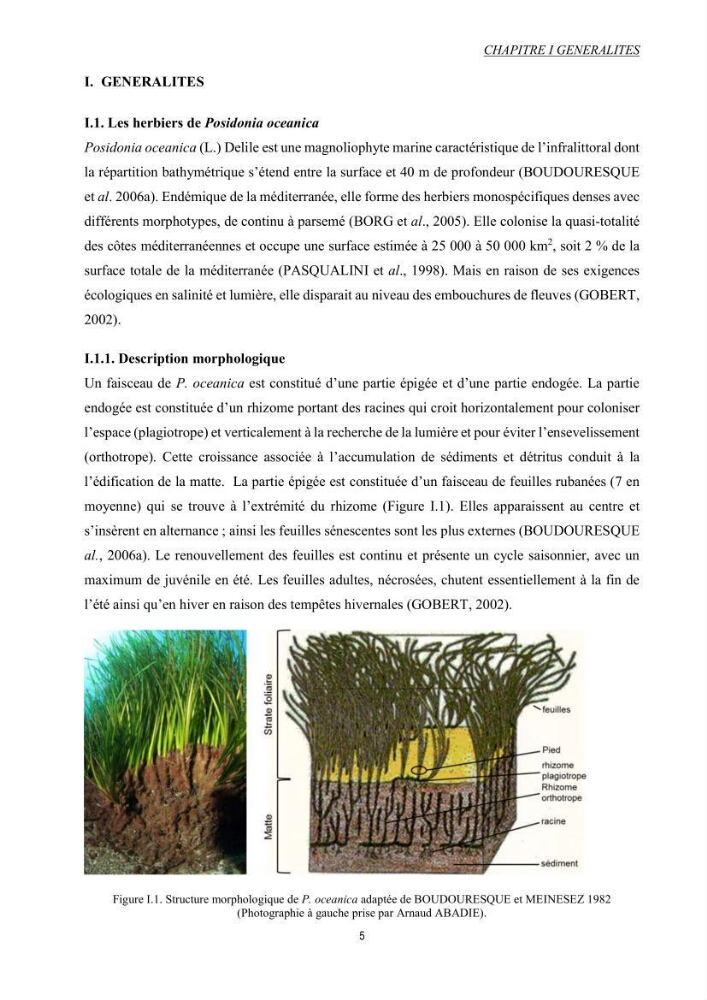 Etude échophysiologique de Posidonia oceanica (L.) Delile : mise en relation des contenus en sucres, la photosynthèse et la biométrie