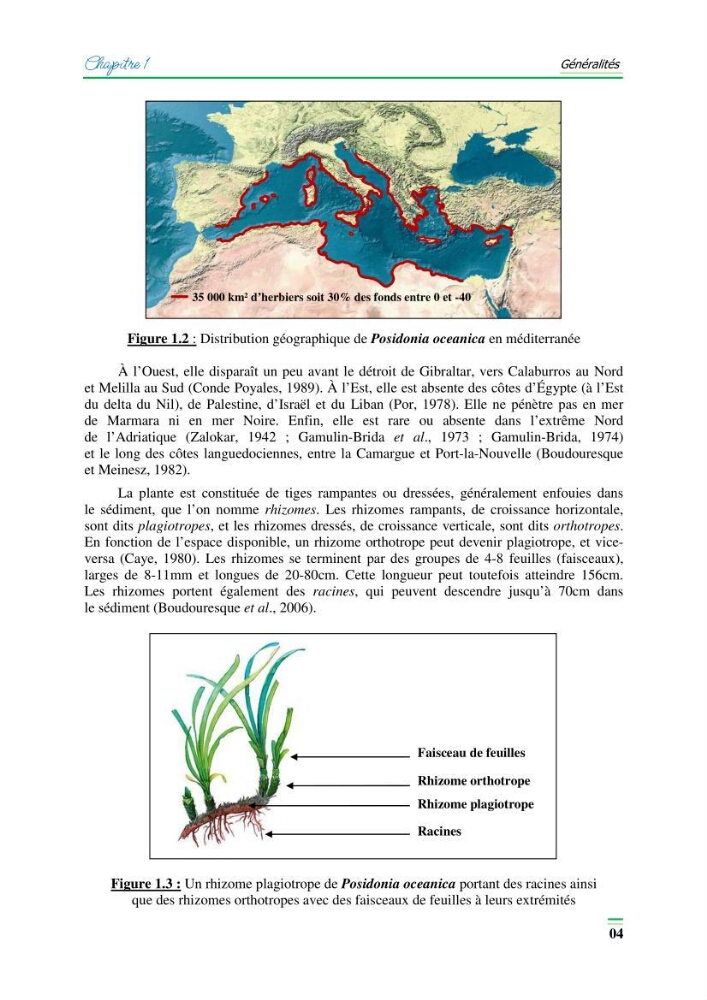 Contribution à l\'étude de l\'impact de la pollution chimique sur l\'herbier à Posidonie dans la baie de Bou-Ismaîl