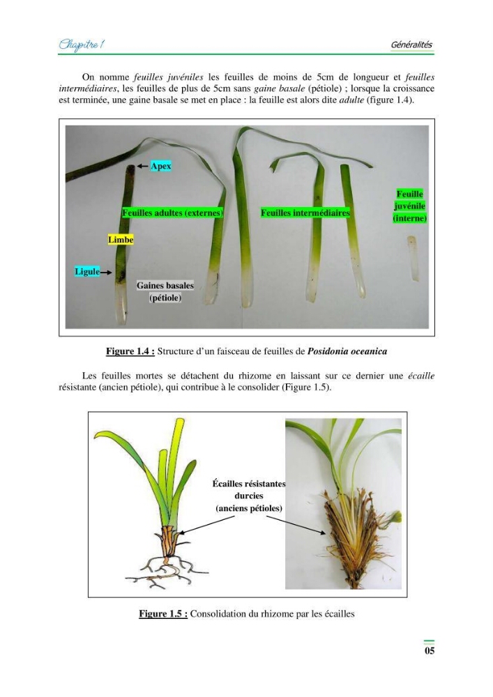 Contribution à l\'étude de l\'impact de la pollution chimique sur l\'herbier à Posidonie dans la baie de Bou-Ismaîl