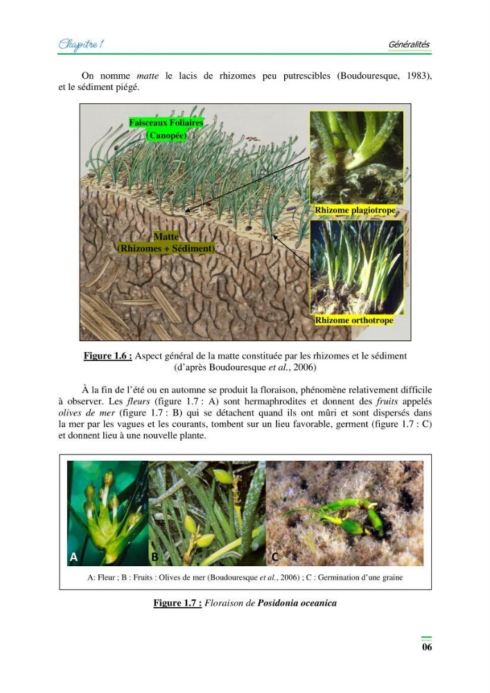Contribution à l\'étude de l\'impact de la pollution chimique sur l\'herbier à Posidonie dans la baie de Bou-Ismaîl