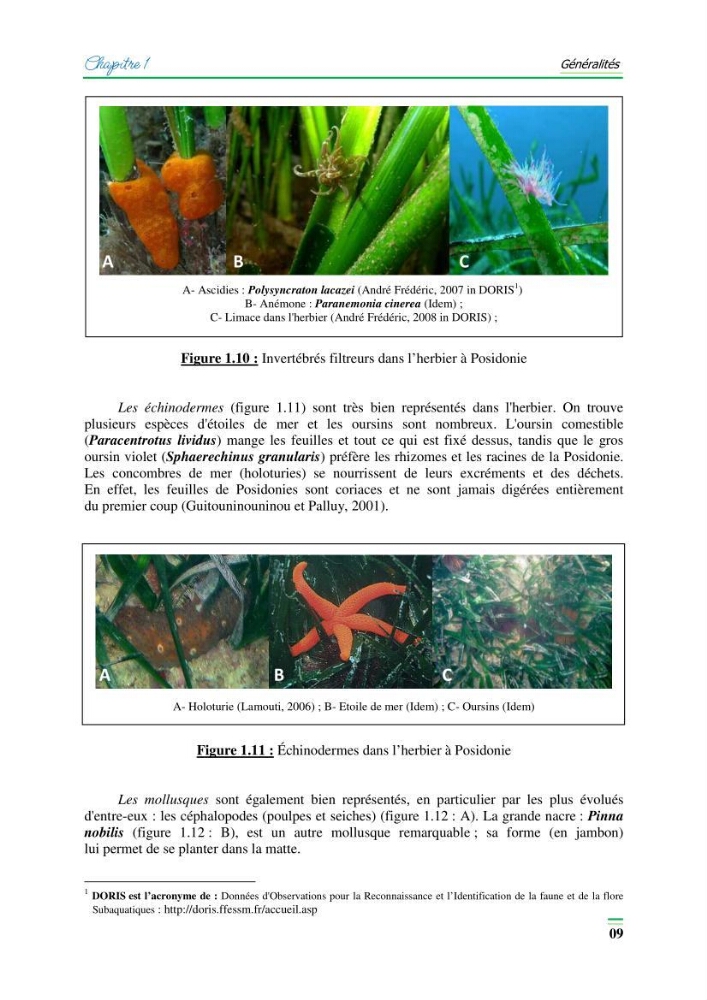 Contribution à l\'étude de l\'impact de la pollution chimique sur l\'herbier à Posidonie dans la baie de Bou-Ismaîl