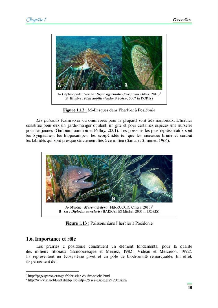 Contribution à l\'étude de l\'impact de la pollution chimique sur l\'herbier à Posidonie dans la baie de Bou-Ismaîl