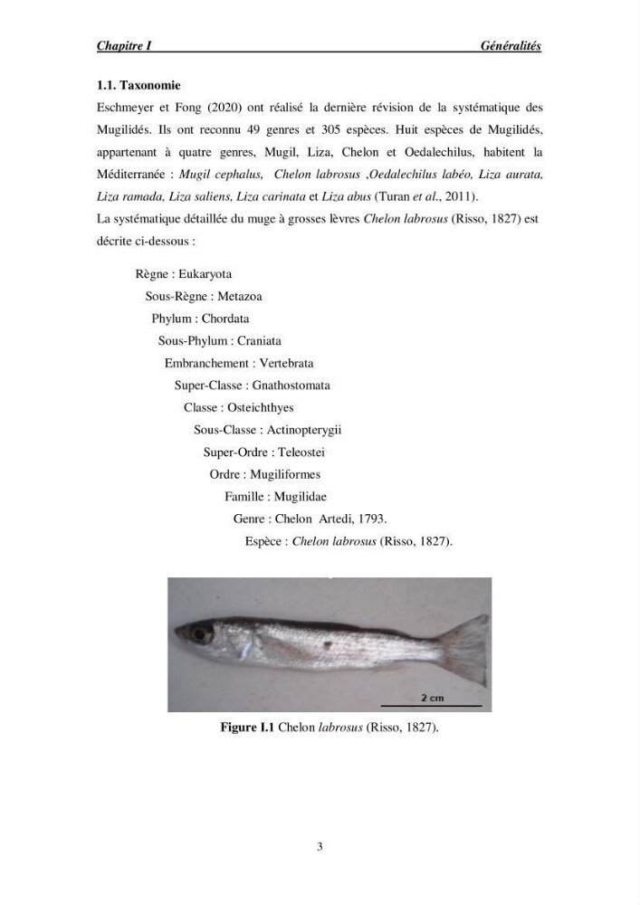 Acclimatation aux faibles salinités des alevins de mulet Chelon labrosus (Risso, 1826).: