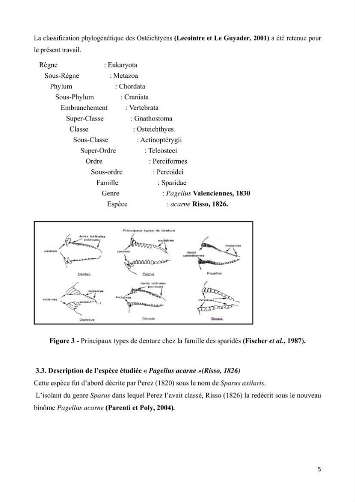 Contribution à l\'étude de l\'exploitation de pagellus acarne (Risso, 1826) de la baie de Bou- Ismail: