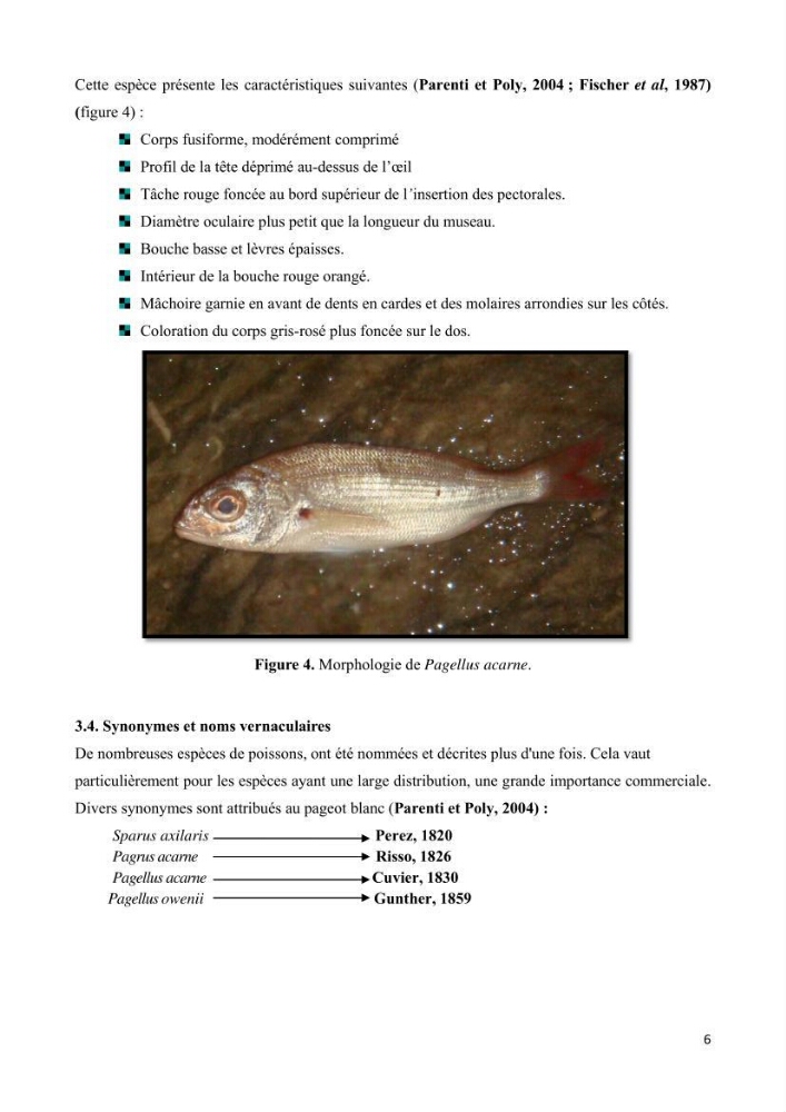 Contribution à l\'étude de l\'exploitation de pagellus acarne (Risso, 1826) de la baie de Bou- Ismail: