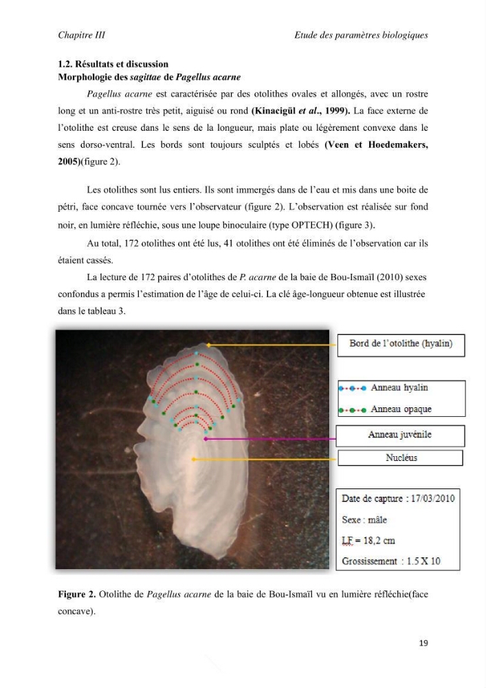 Contribution à l\'étude de l\'exploitation de pagellus acarne (Risso, 1826) de la baie de Bou- Ismail: