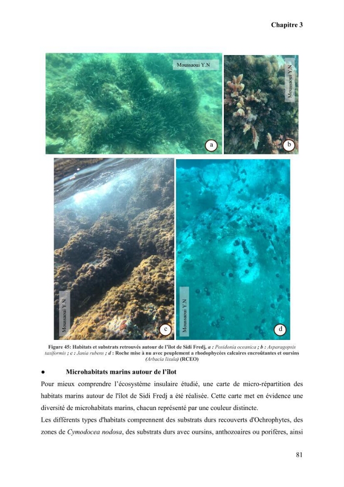 Etude de la vulnérabilité insulaire focus sur l’îlot de Sidi Fredj