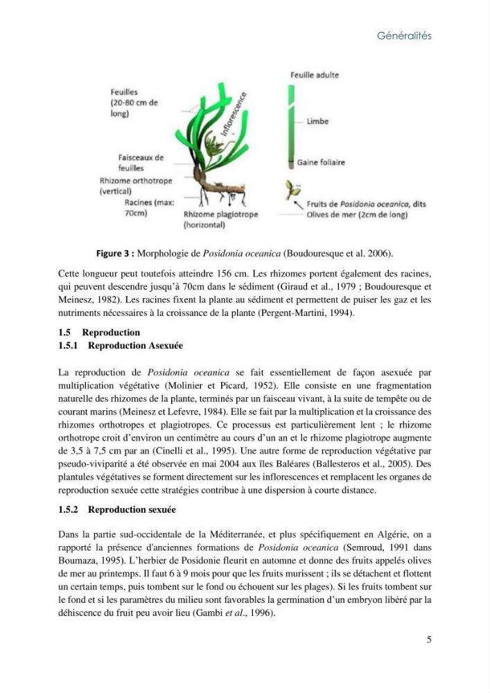La faune et la flore associée aux herbiers de Posidonia oceanica dans la côte Algérienne