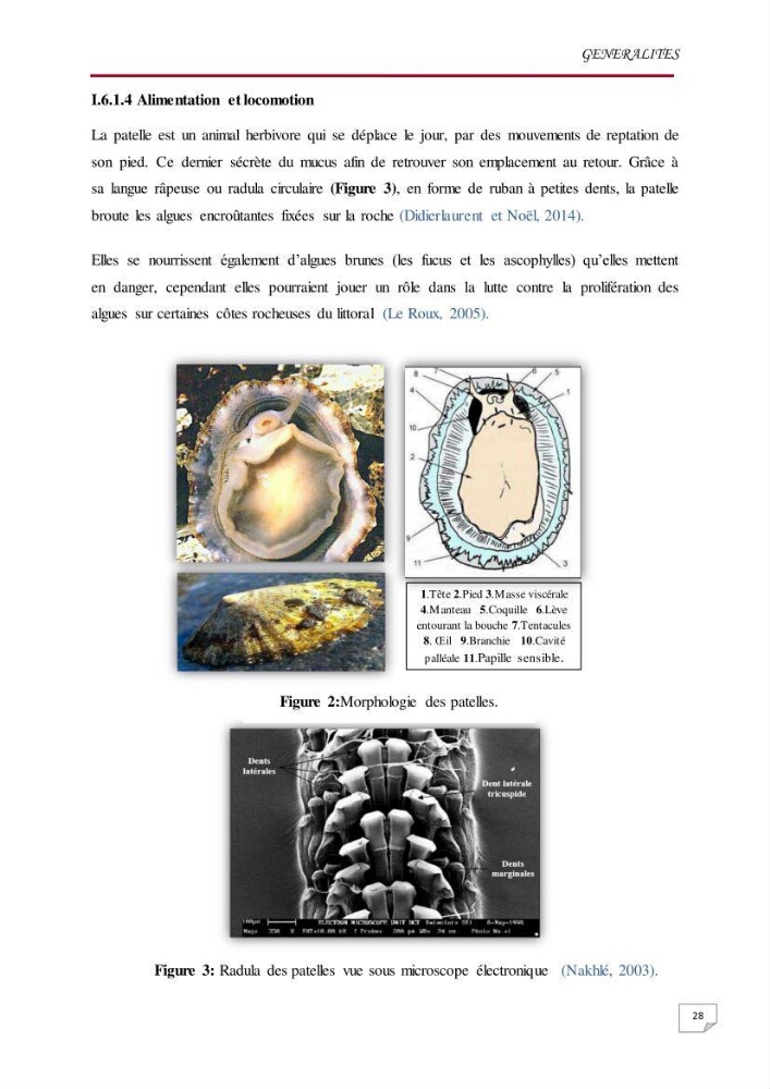 Evaluation des teneurs en métaux lourds dans l\'environnement marin du littoral Algérois chez Patella sp et les moules: