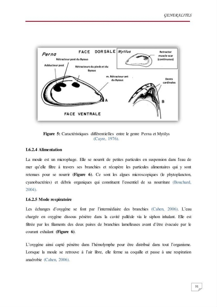 Evaluation des teneurs en métaux lourds dans l\'environnement marin du littoral Algérois chez Patella sp et les moules: