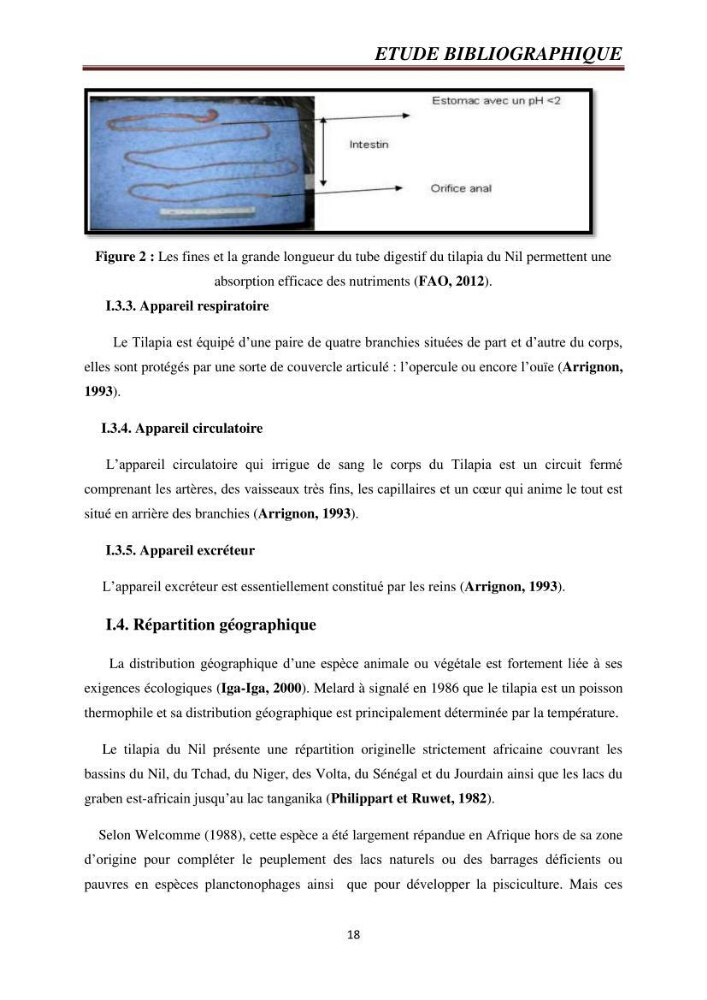 Etude comparative de deux types d\'aliment pour l\'élevage du Tilapia du Nil ( Oreochromis niloticus):