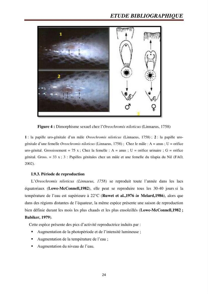 Etude comparative de deux types d\'aliment pour l\'élevage du Tilapia du Nil ( Oreochromis niloticus):