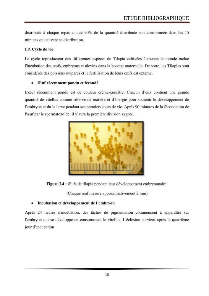 Valorisation de la culture des vers de farine dans l\'alimentation du Tilapia du Nil Oreochromis niloticus (Linnaeus, 1758°