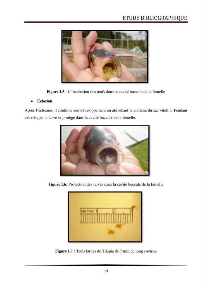 Valorisation de la culture des vers de farine dans l\'alimentation du Tilapia du Nil Oreochromis niloticus (Linnaeus, 1758°