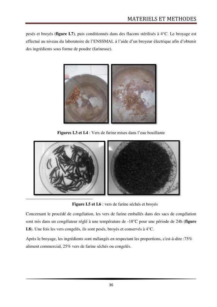 Valorisation de la culture des vers de farine dans l\'alimentation du Tilapia du Nil Oreochromis niloticus (Linnaeus, 1758°