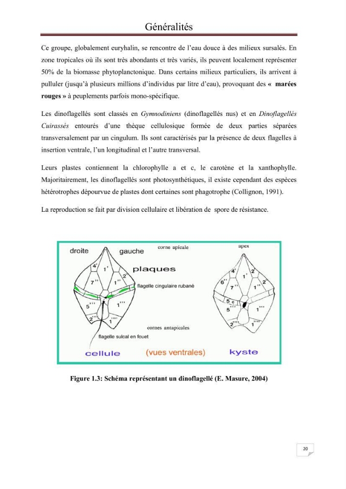 Contribution à l\'étude du phytoplancton nocif dans des zones confinées de la région d\'Alger( port et plage d\'Eldjamila,port et plage de Sidi fredj