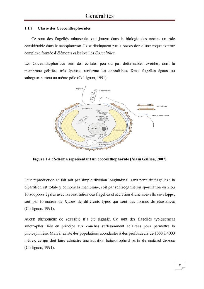 Contribution à l\'étude du phytoplancton nocif dans des zones confinées de la région d\'Alger( port et plage d\'Eldjamila,port et plage de Sidi fredj