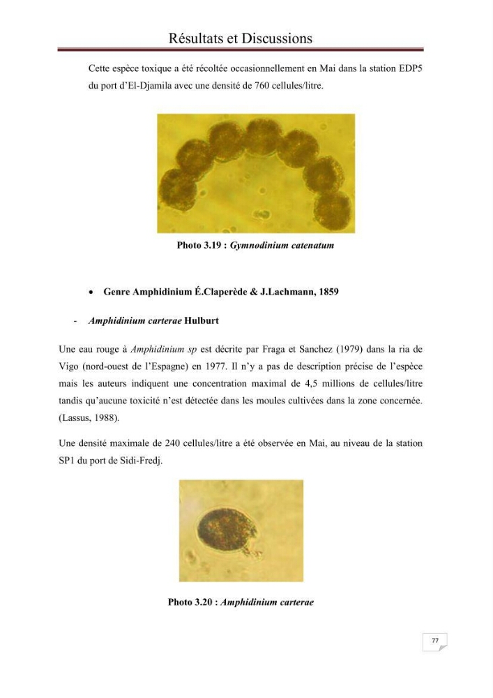 Contribution à l\'étude du phytoplancton nocif dans des zones confinées de la région d\'Alger( port et plage d\'Eldjamila,port et plage de Sidi fredj