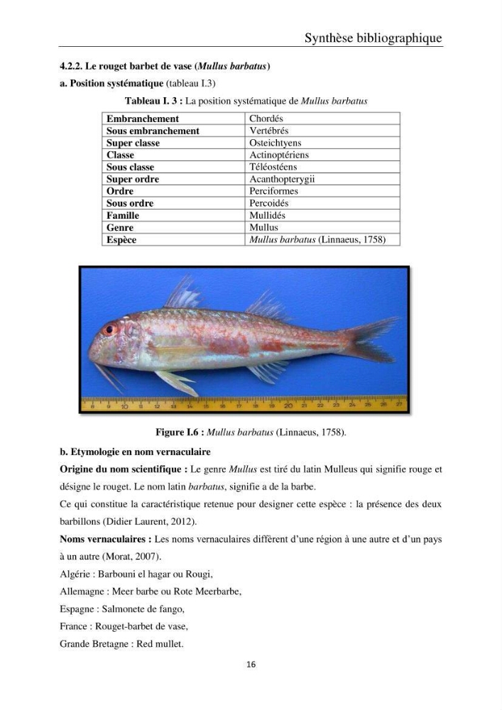 Etude de la bioaccumulation des métaux traces par trois poissons démersaux dans le golfe de Ghazaouet: