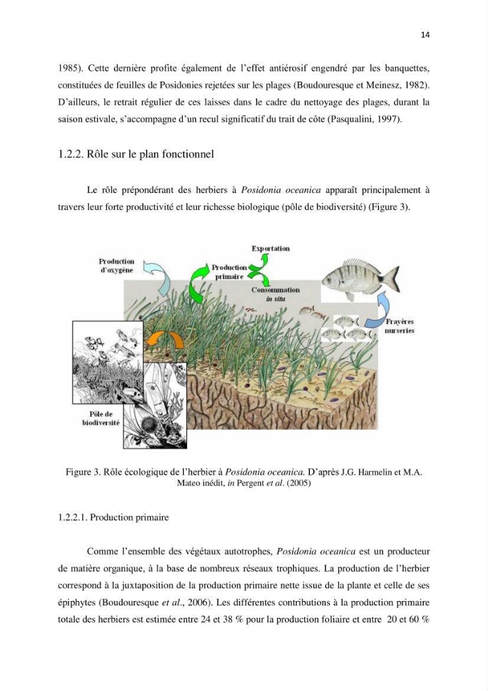 La mise en place d\'un réseau de surveillance de l\'herbier à posidonia oceanica de Boui-Ismail