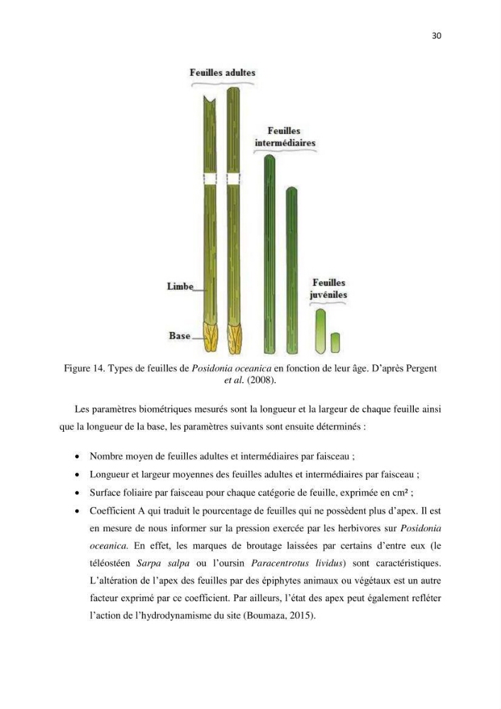 La mise en place d\'un réseau de surveillance de l\'herbier à posidonia oceanica de Boui-Ismail