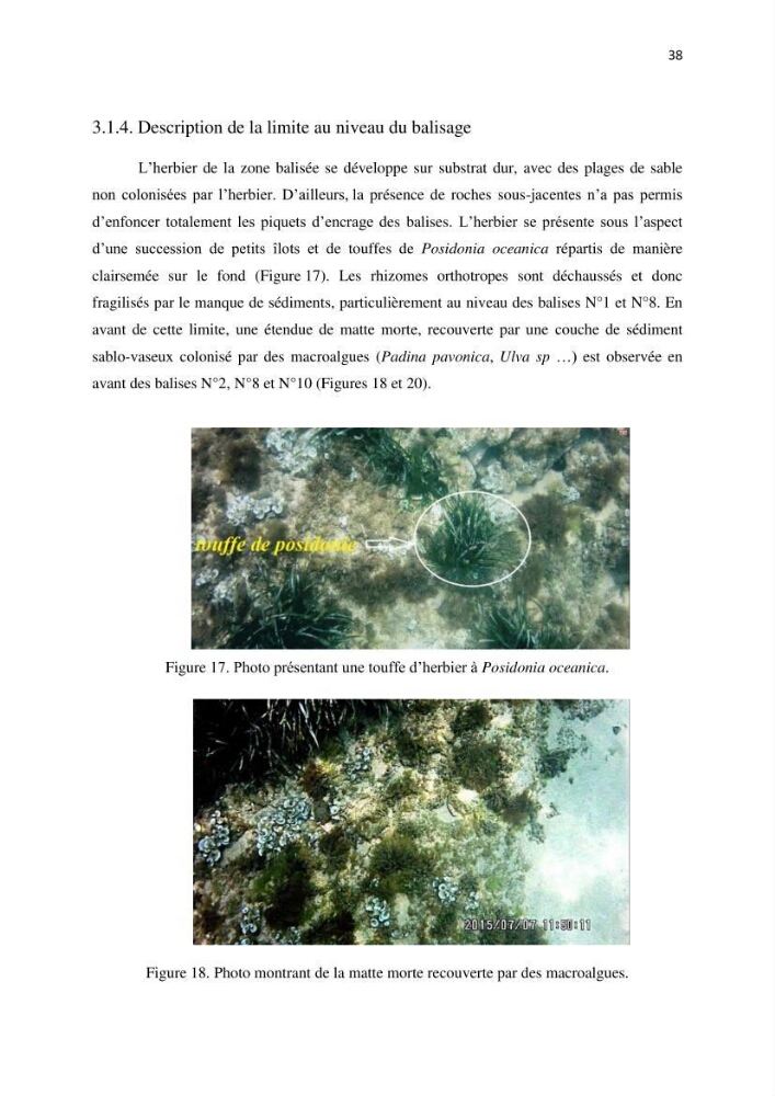 La mise en place d\'un réseau de surveillance de l\'herbier à posidonia oceanica de Boui-Ismail
