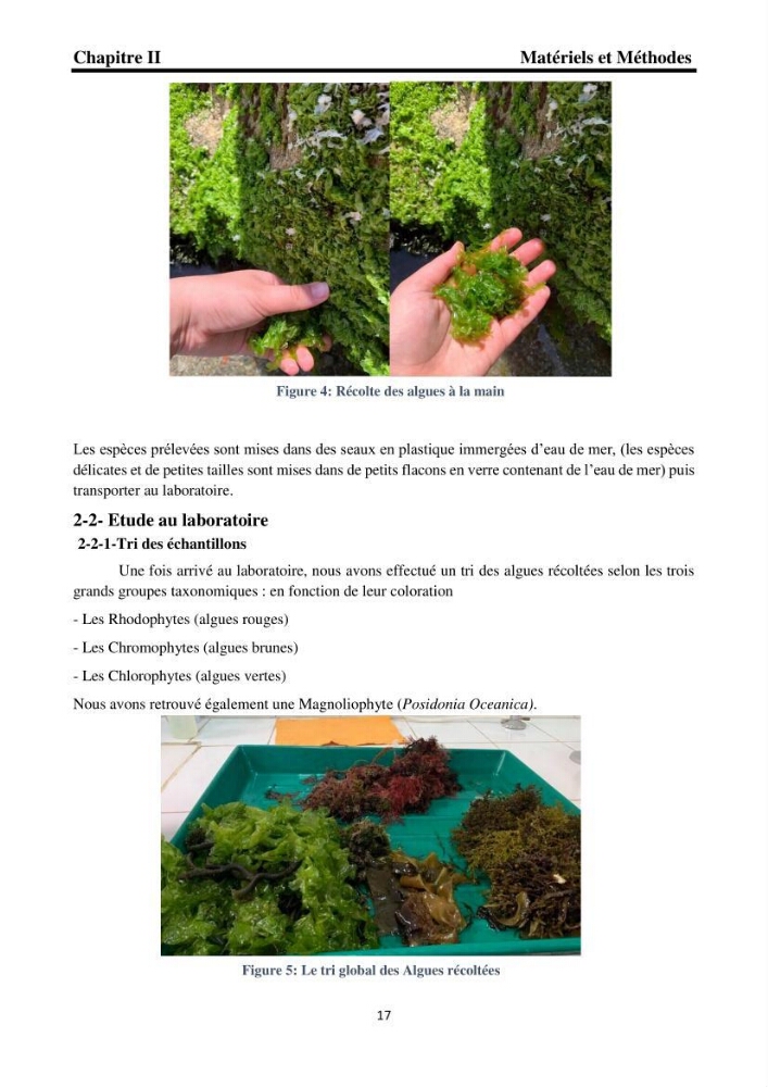 Biodiversité de la flore marine benthique de la region d\'El Djamila taxonomie et ecologie