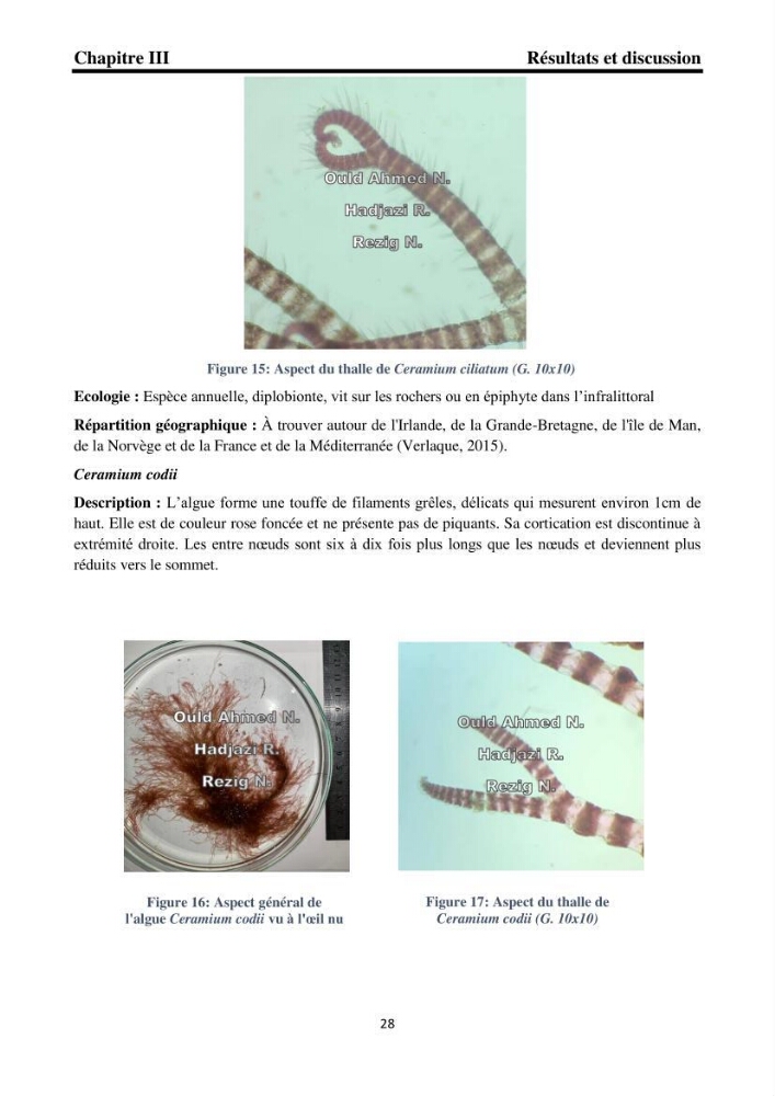 Biodiversité de la flore marine benthique de la region d\'El Djamila taxonomie et ecologie
