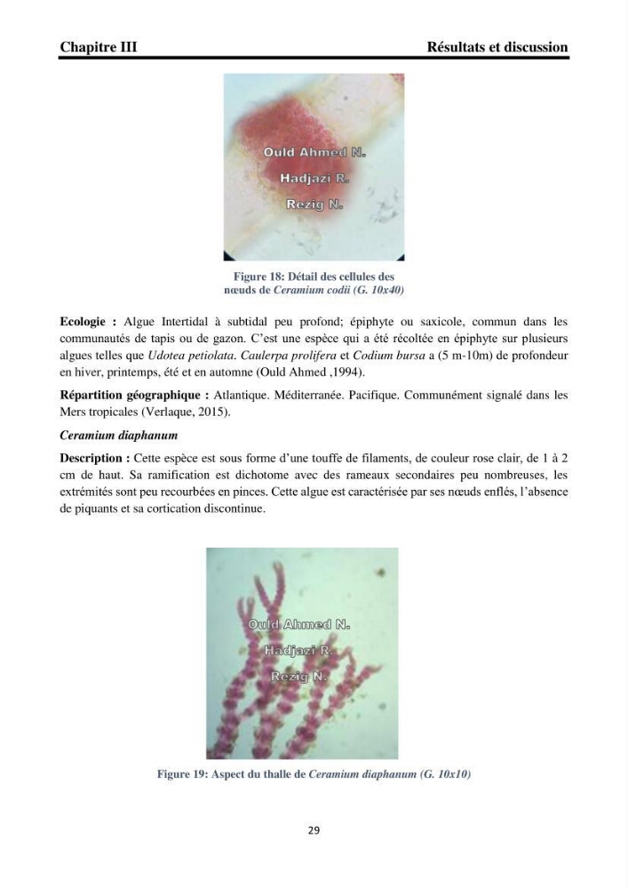 Biodiversité de la flore marine benthique de la region d\'El Djamila taxonomie et ecologie