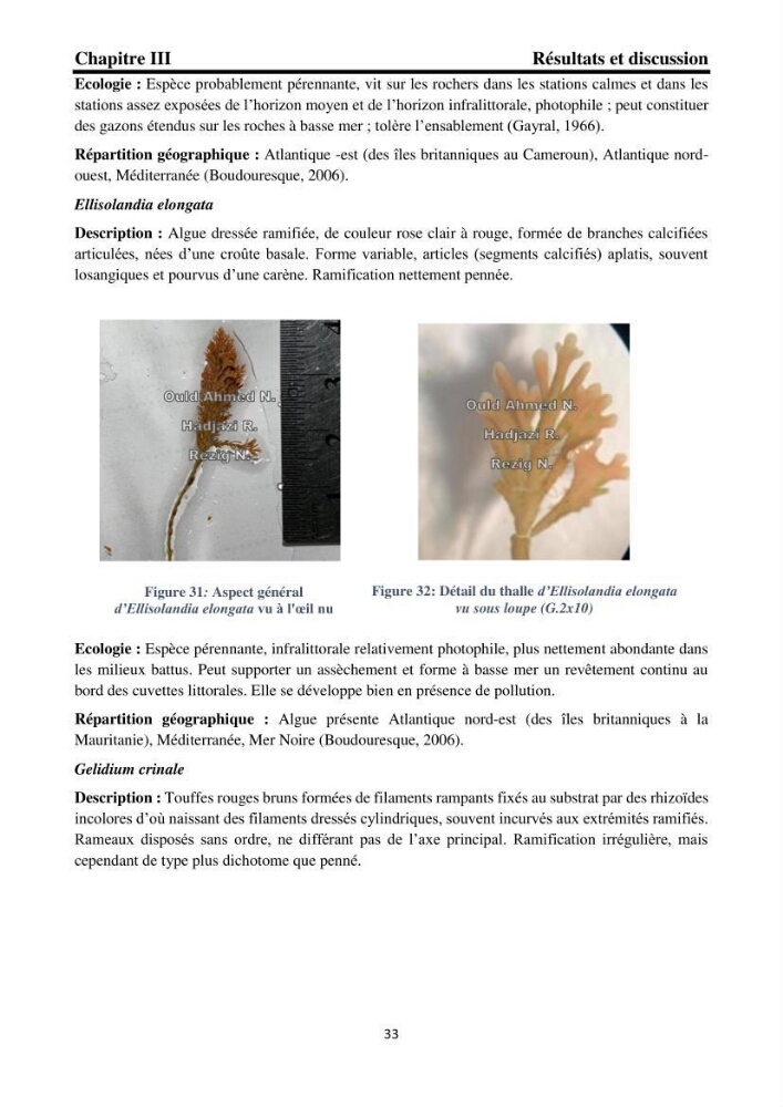 Biodiversité de la flore marine benthique de la region d\'El Djamila taxonomie et ecologie